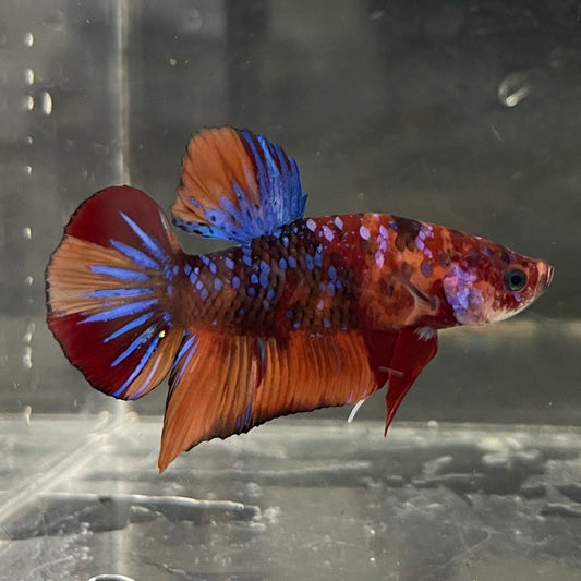 the-fish-farm Premium Male Betta Fancy Plakat Betta Male - One Only - 19 Buy this Premium Male Plakat Betta - One Only The Fish Farm Australia 