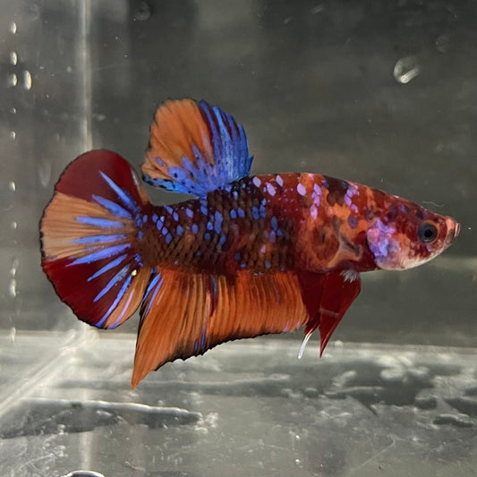 the-fish-farm Premium Male Betta Fancy Plakat Betta Male - One Only - 19 Buy this Premium Male Plakat Betta - One Only The Fish Farm Australia 