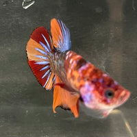 the-fish-farm Premium Male Betta Fancy Plakat Betta Male - One Only - 19 Buy this Premium Male Plakat Betta - One Only The Fish Farm Australia 