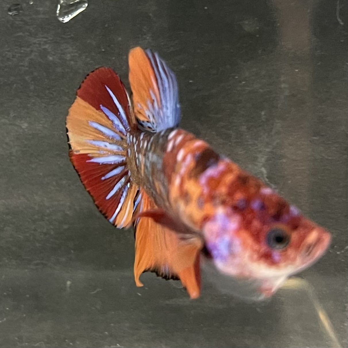 the-fish-farm Premium Male Betta Fancy Plakat Betta Male - One Only - 19 Buy this Premium Male Plakat Betta - One Only The Fish Farm Australia 