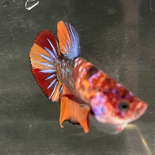 the-fish-farm Premium Male Betta Fancy Plakat Betta Male - One Only - 19 Buy this Premium Male Plakat Betta - One Only The Fish Farm Australia 