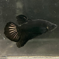 the-fish-farm Premium Male Betta Fancy Plakat Betta Male - One Only - 19 Buy this Premium Male Plakat Betta - One Only The Fish Farm Australia 