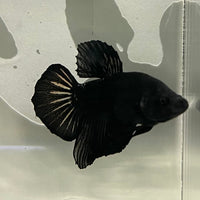 the-fish-farm Premium Male Betta Fancy Plakat Betta Male - One Only - 19 Buy this Premium Male Plakat Betta - One Only The Fish Farm Australia 