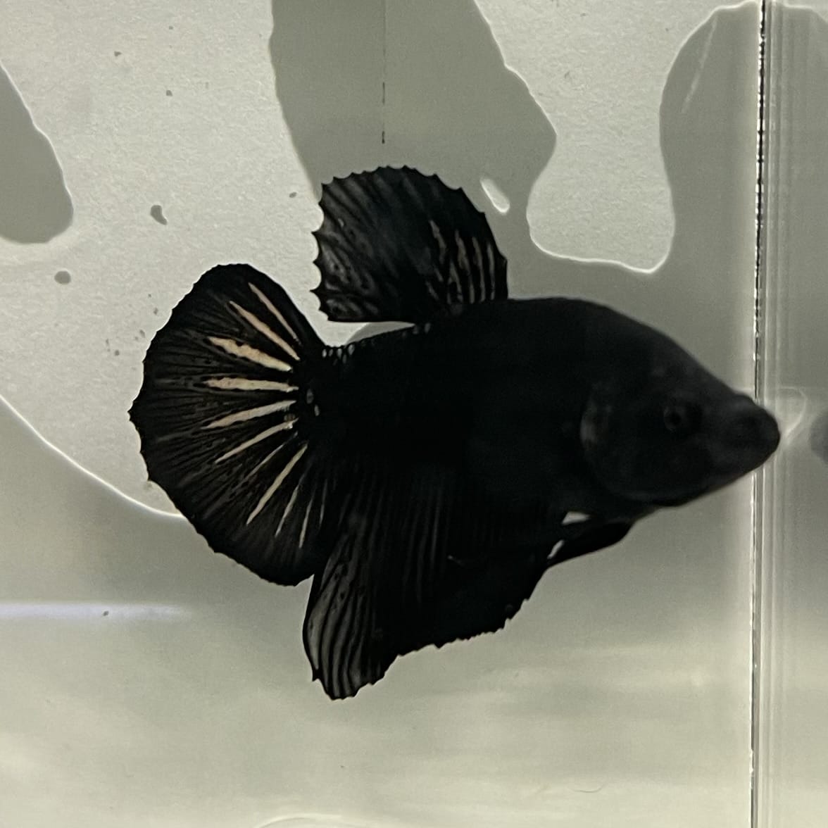 the-fish-farm Premium Male Betta Fancy Plakat Betta Male - One Only - 19 Buy this Premium Male Plakat Betta - One Only The Fish Farm Australia 