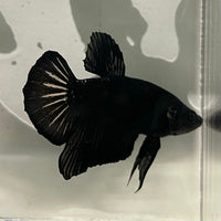 the-fish-farm Premium Male Betta Fancy Plakat Betta Male - One Only - 19 Buy this Premium Male Plakat Betta - One Only The Fish Farm Australia 