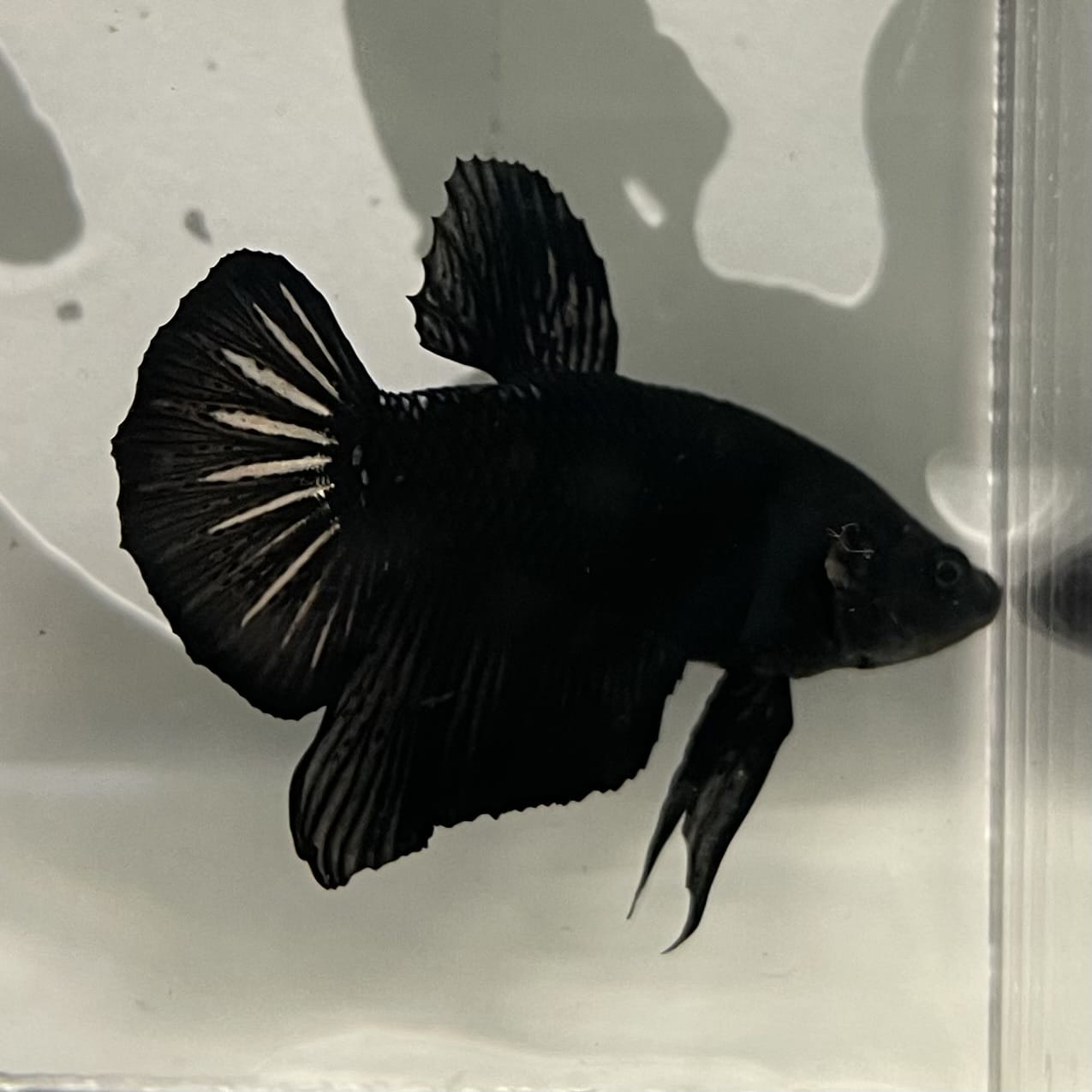 the-fish-farm Premium Male Betta Fancy Plakat Betta Male - One Only - 19 Buy this Premium Male Plakat Betta - One Only The Fish Farm Australia 