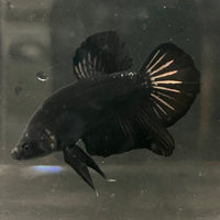 the-fish-farm Premium Male Betta Fancy Plakat Betta Male - One Only - 19 Buy this Premium Male Plakat Betta - One Only The Fish Farm Australia 