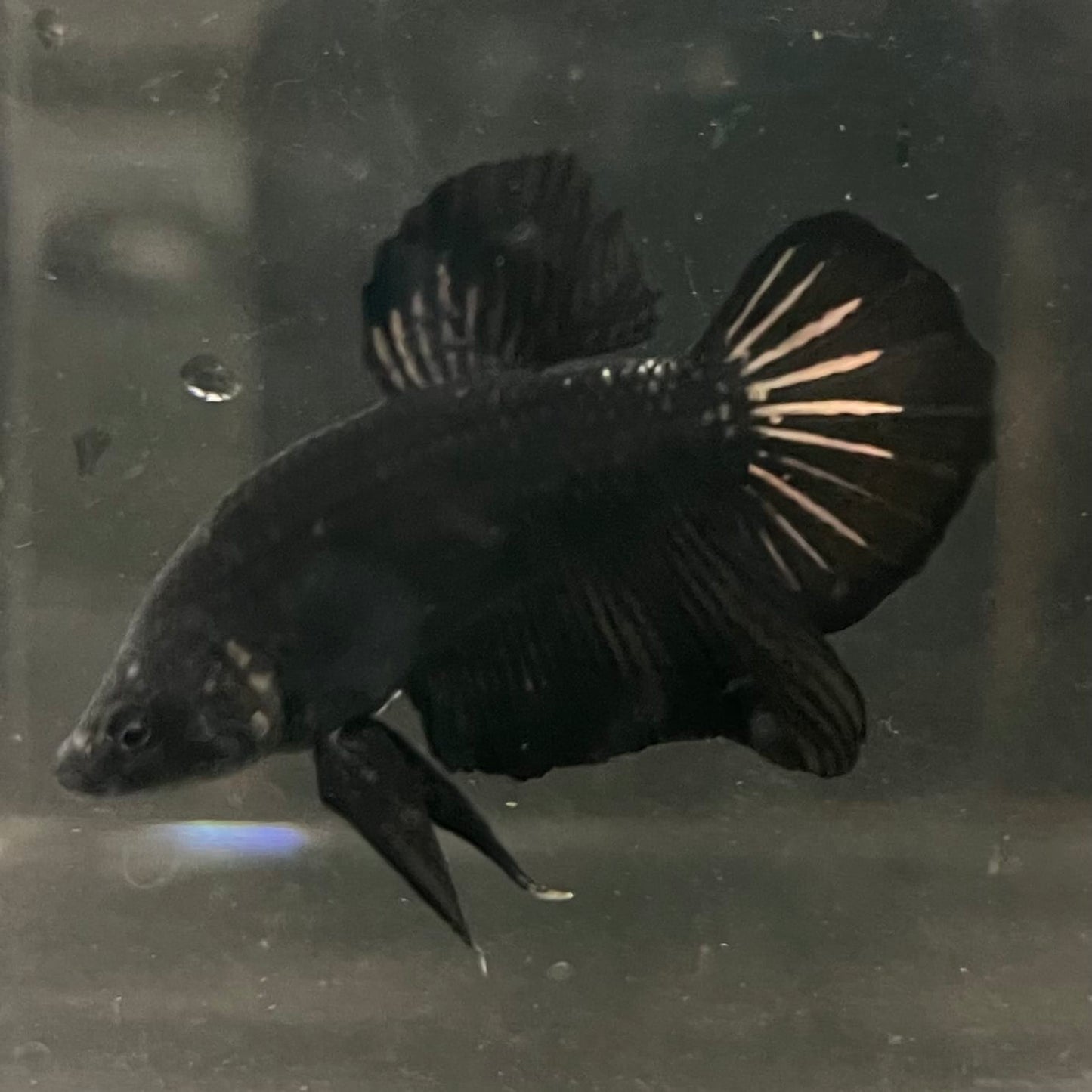 the-fish-farm Premium Male Betta Fancy Plakat Betta Male - One Only - 19 Buy this Premium Male Plakat Betta - One Only The Fish Farm Australia 