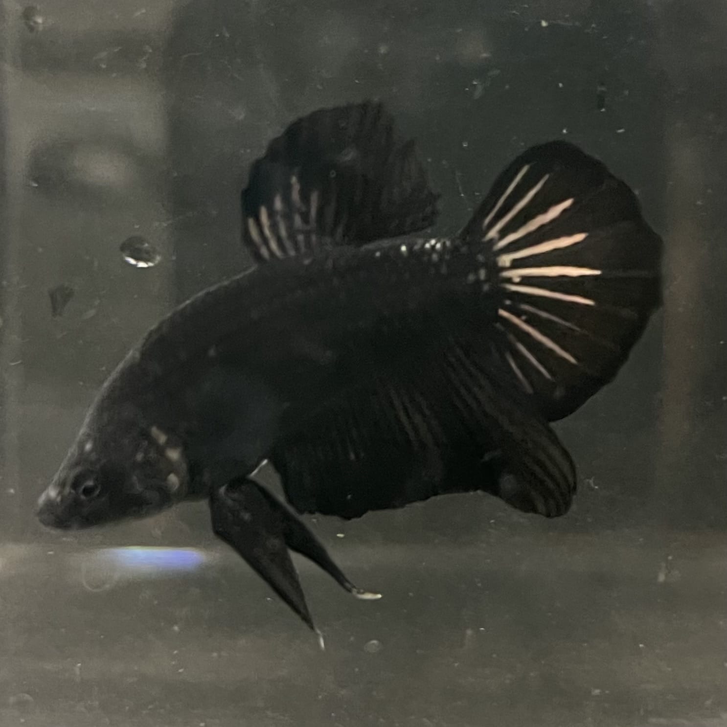 the-fish-farm Premium Male Betta Fancy Plakat Betta Male - One Only - 19 Buy this Premium Male Plakat Betta - One Only The Fish Farm Australia 