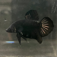 the-fish-farm Premium Male Betta Fancy Plakat Betta Male - One Only - 19 Buy this Premium Male Plakat Betta - One Only The Fish Farm Australia 