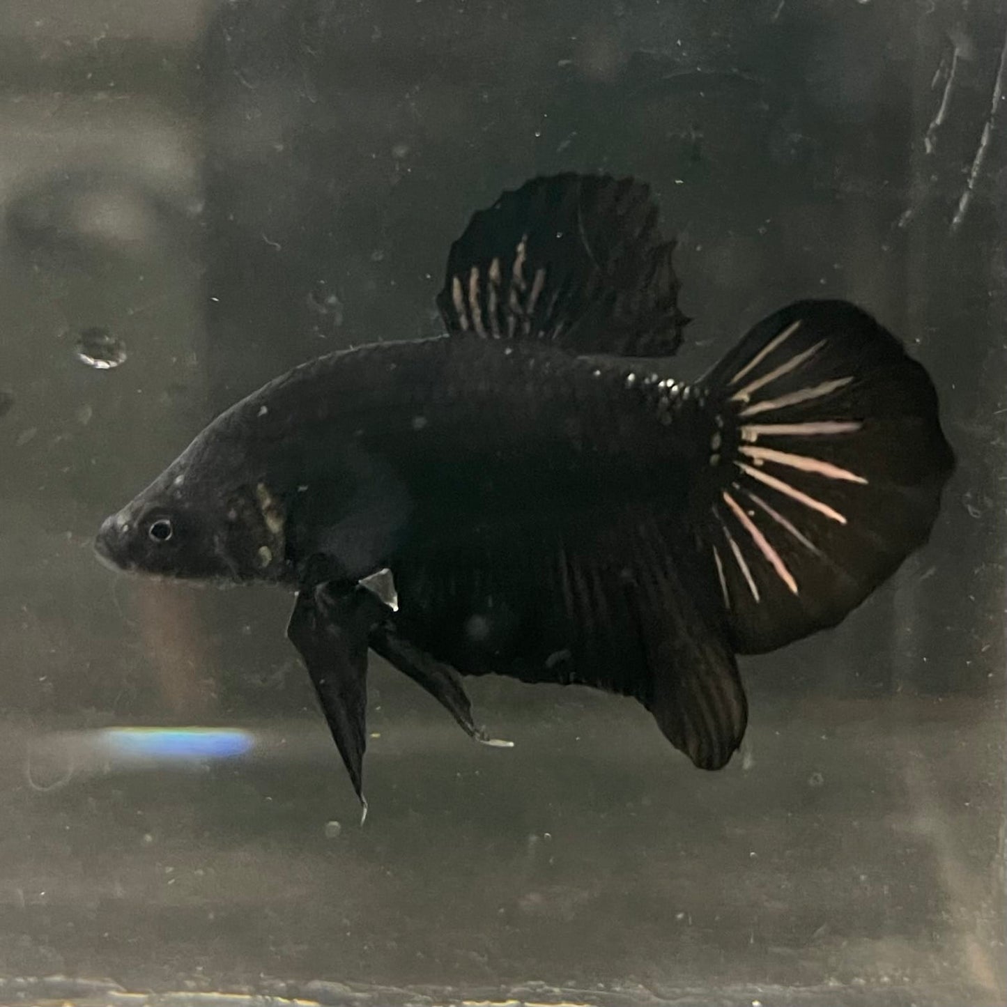 the-fish-farm Premium Male Betta Fancy Plakat Betta Male - One Only - 19 Buy this Premium Male Plakat Betta - One Only The Fish Farm Australia 