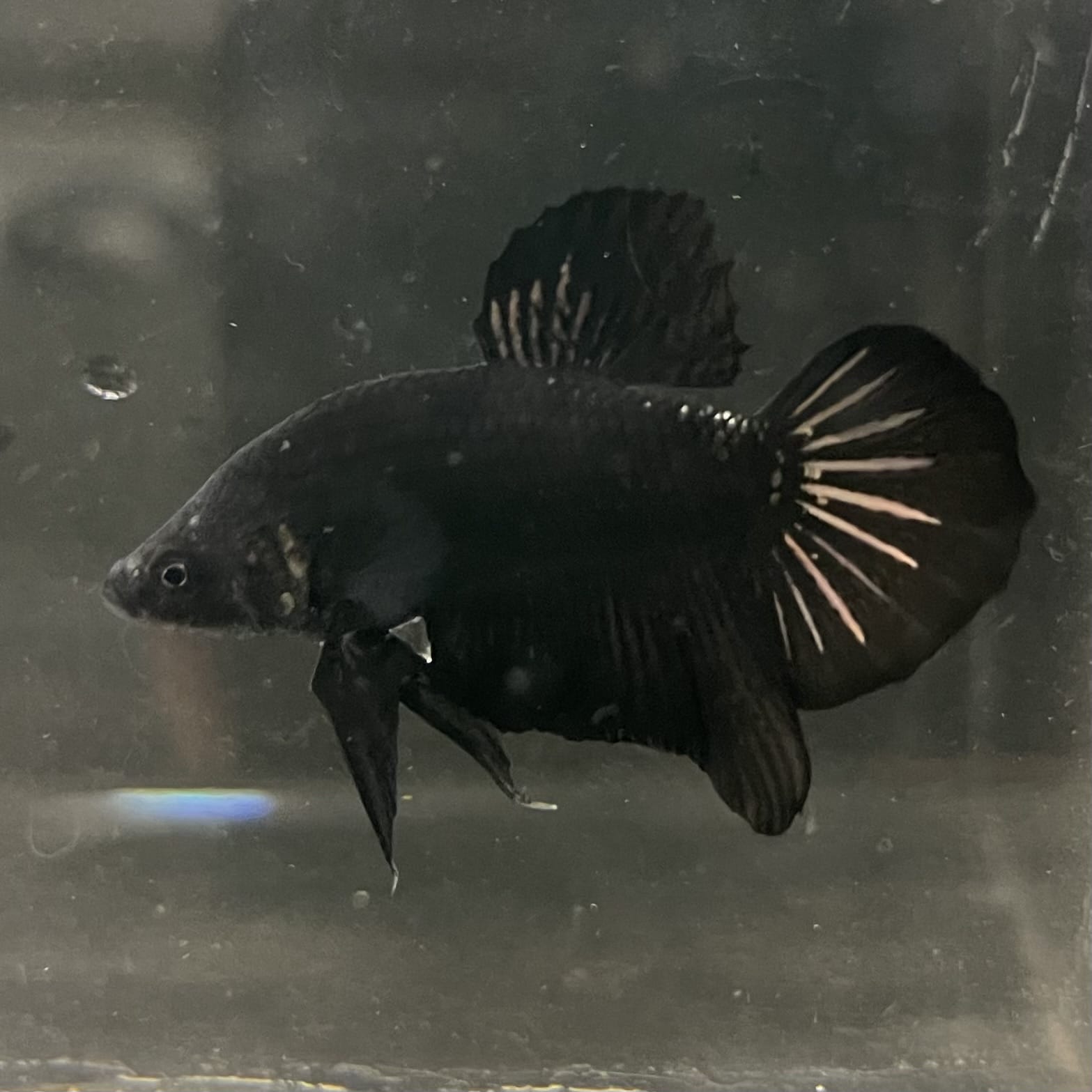the-fish-farm Premium Male Betta Fancy Plakat Betta Male - One Only - 19 Buy this Premium Male Plakat Betta - One Only The Fish Farm Australia 