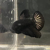 the-fish-farm Premium Male Betta Fancy Plakat Betta Male - One Only - 19 Buy this Premium Male Plakat Betta - One Only The Fish Farm Australia 