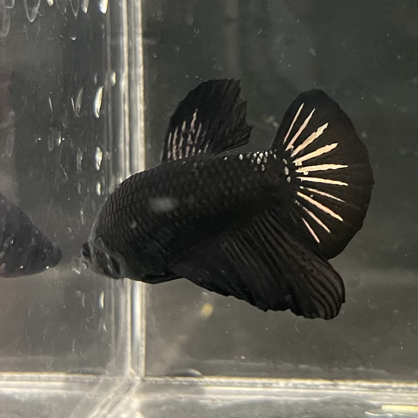 the-fish-farm Premium Male Betta Fancy Plakat Betta Male - One Only - 19 Buy this Premium Male Plakat Betta - One Only The Fish Farm Australia 
