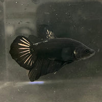 the-fish-farm Premium Male Betta Fancy Plakat Betta Male - One Only - 19 Buy this Premium Male Plakat Betta - One Only The Fish Farm Australia 