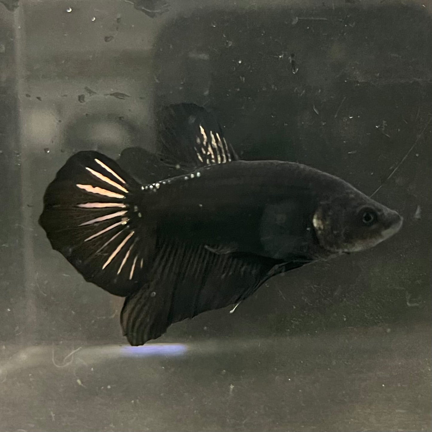 the-fish-farm Premium Male Betta Fancy Plakat Betta Male - One Only - 19 Buy this Premium Male Plakat Betta - One Only The Fish Farm Australia 