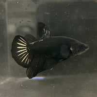 the-fish-farm Premium Male Betta Fancy Plakat Betta Male - One Only - 19 Buy this Premium Male Plakat Betta - One Only The Fish Farm Australia 