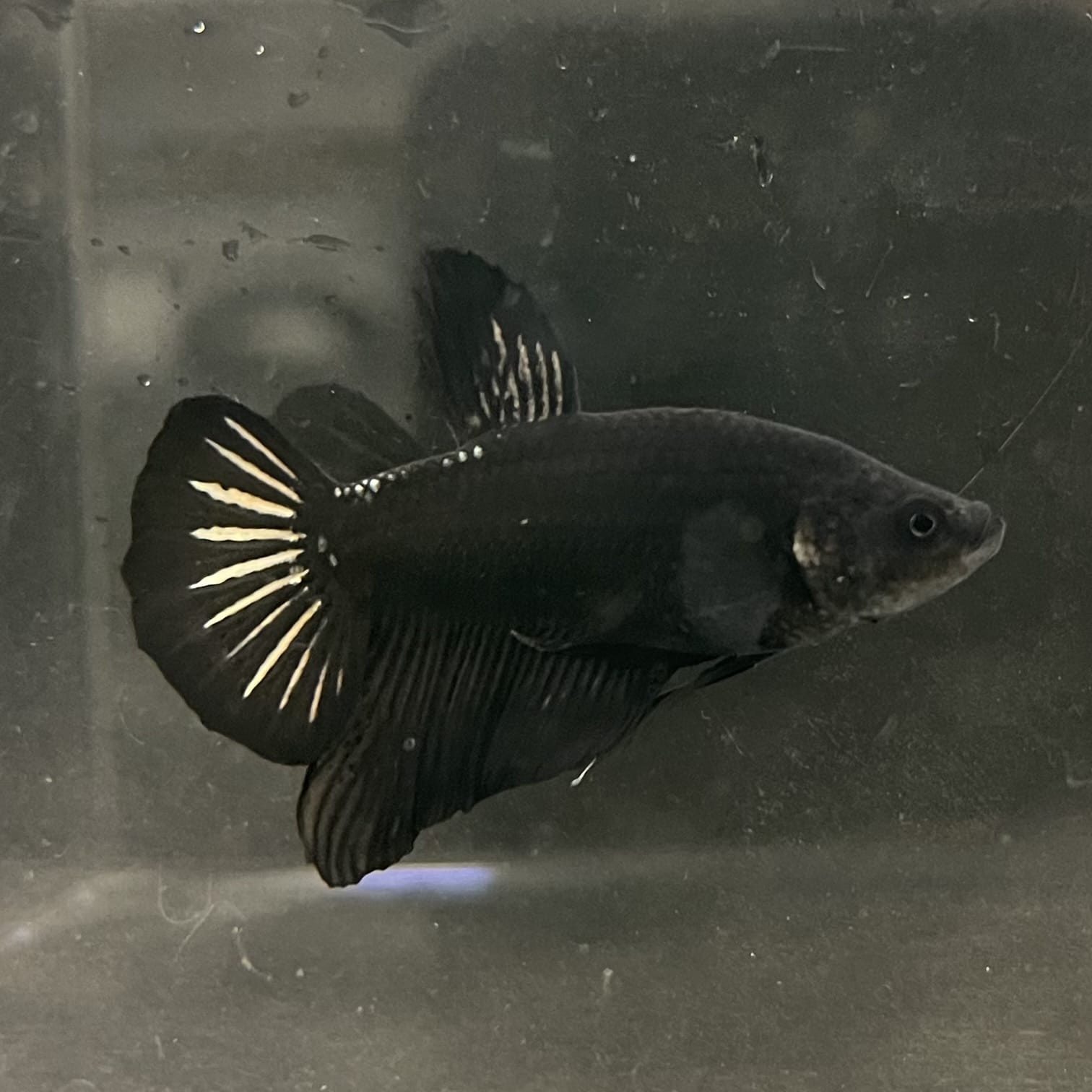 the-fish-farm Premium Male Betta Fancy Plakat Betta Male - One Only - 19 Buy this Premium Male Plakat Betta - One Only The Fish Farm Australia 