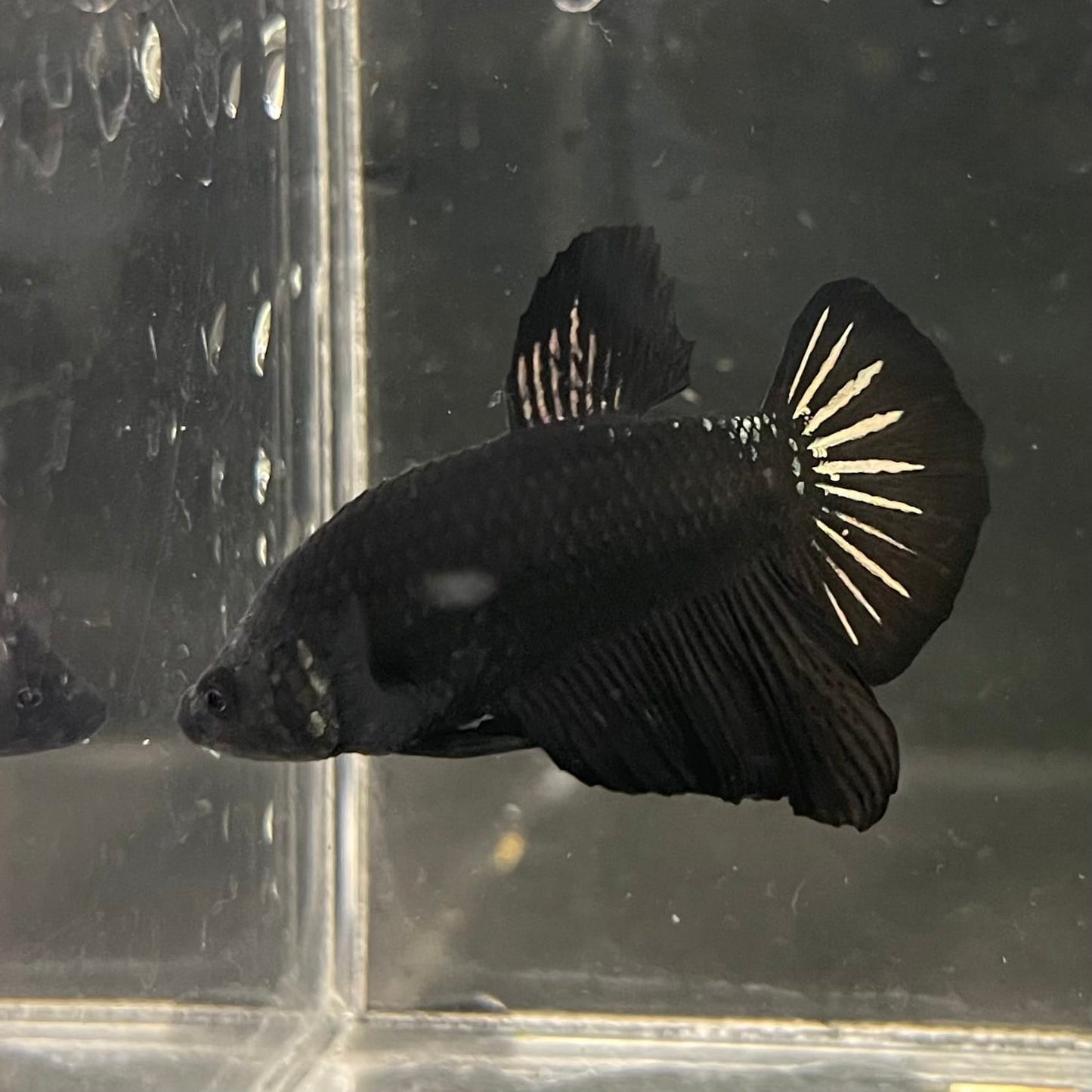 the-fish-farm Premium Male Betta Fancy Plakat Betta Male - One Only - 19 Buy this Premium Male Plakat Betta - One Only The Fish Farm Australia 