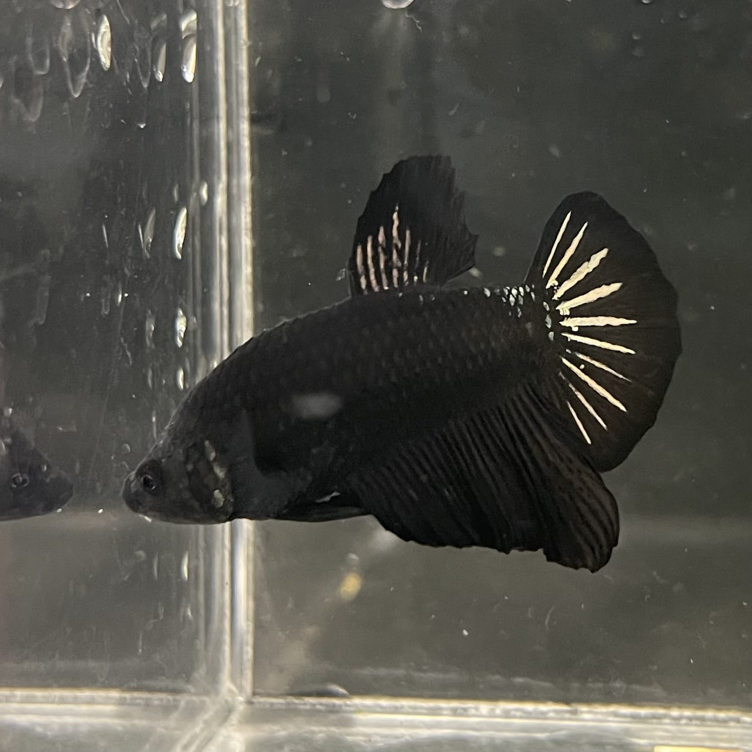 the-fish-farm Premium Male Betta Fancy Plakat Betta Male - One Only - 19 Buy this Premium Male Plakat Betta - One Only The Fish Farm Australia 