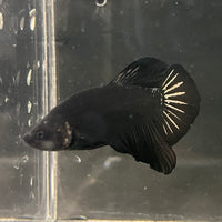 the-fish-farm Premium Male Betta Fancy Plakat Betta Male - One Only - 19 Buy this Premium Male Plakat Betta - One Only The Fish Farm Australia 