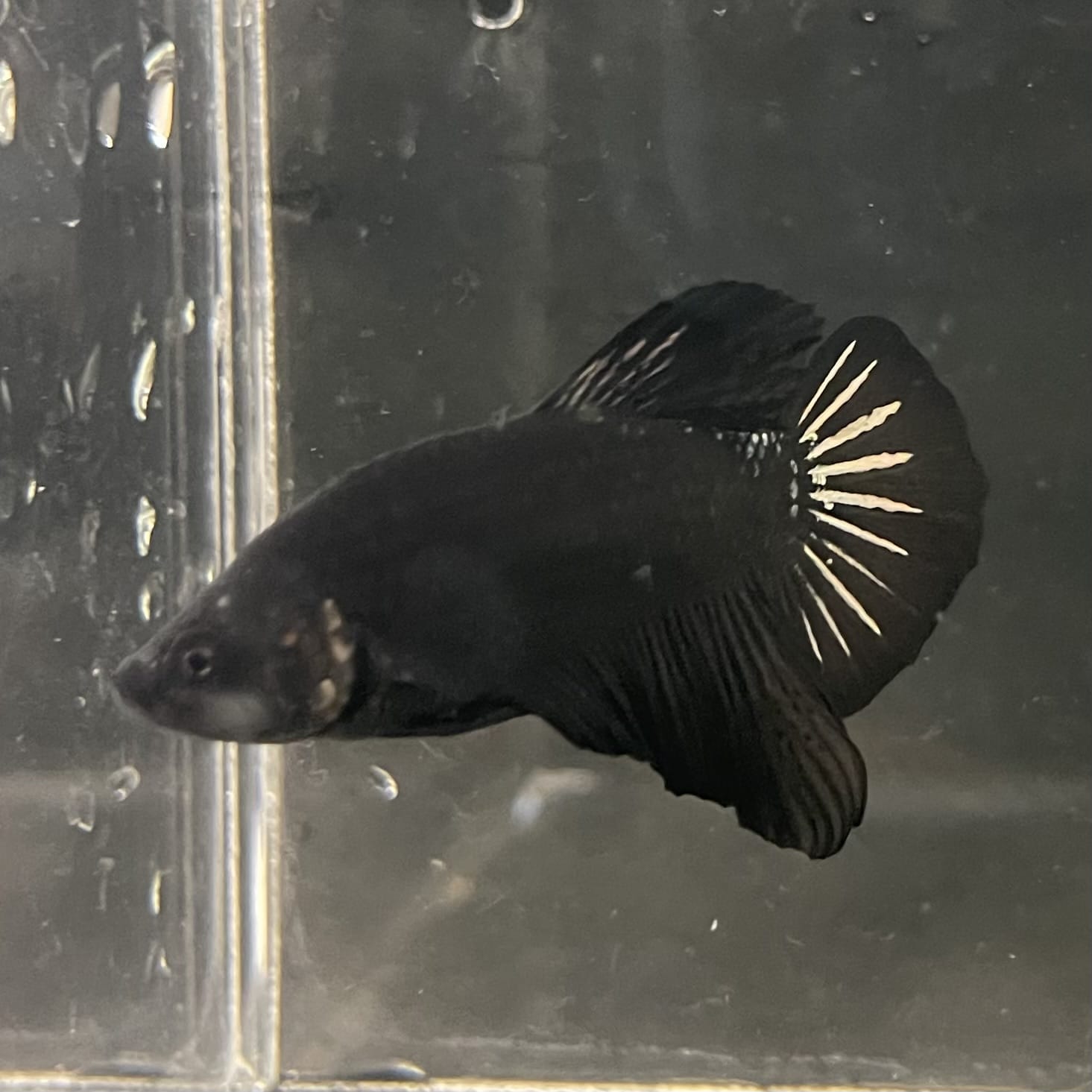 the-fish-farm Premium Male Betta Fancy Plakat Betta Male - One Only - 19 Buy this Premium Male Plakat Betta - One Only The Fish Farm Australia 