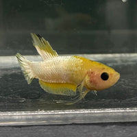 the-fish-farm Premium Male Betta Fancy Plakat Betta Male - One Only - 19 Buy this Premium Male Plakat Betta - One Only The Fish Farm Australia 