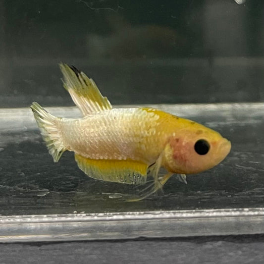 the-fish-farm Premium Male Betta Fancy Plakat Betta Male - One Only - 19 Buy this Premium Male Plakat Betta - One Only The Fish Farm Australia 