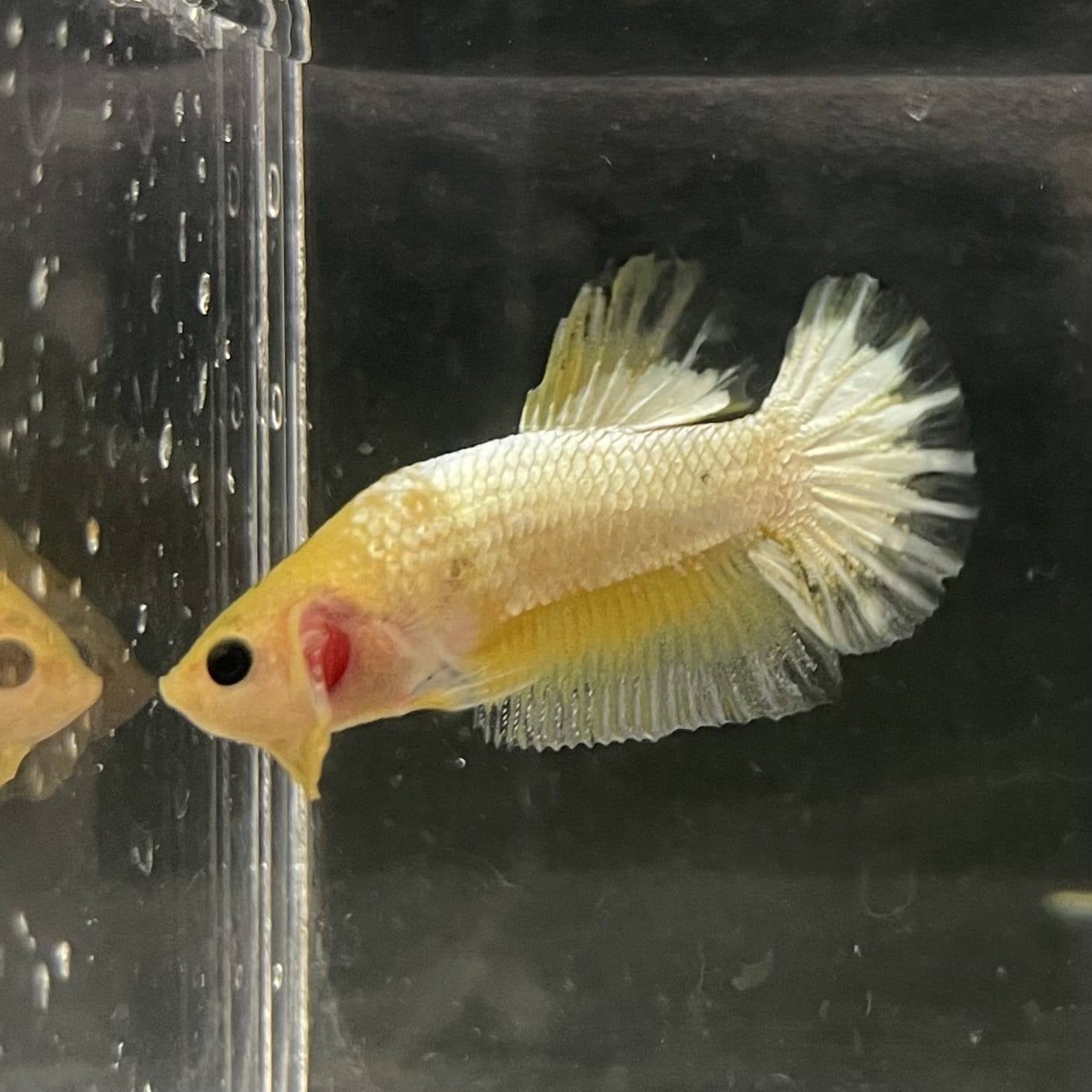 the-fish-farm Premium Male Betta Fancy Plakat Betta Male - One Only - 19 Buy this Premium Male Plakat Betta - One Only The Fish Farm Australia 