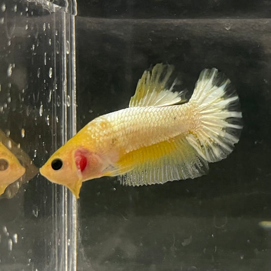 the-fish-farm Premium Male Betta Fancy Plakat Betta Male - One Only - 19 Buy this Premium Male Plakat Betta - One Only The Fish Farm Australia 
