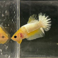 the-fish-farm Premium Male Betta Fancy Plakat Betta Male - One Only - 19 Buy this Premium Male Plakat Betta - One Only The Fish Farm Australia 