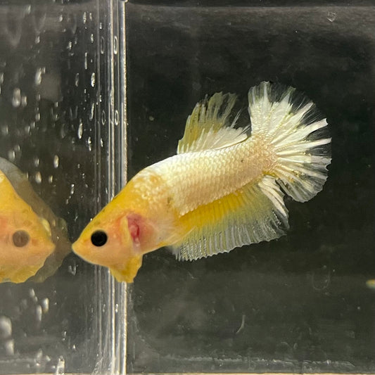 the-fish-farm Premium Male Betta Fancy Plakat Betta Male - One Only - 19 Buy this Premium Male Plakat Betta - One Only The Fish Farm Australia 