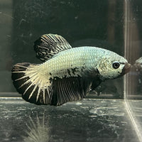 the-fish-farm Premium Male Betta Fancy Plakat Betta Male - One Only - 2 Buy this Premium Male Plakat Betta - One Only The Fish Farm Australia 