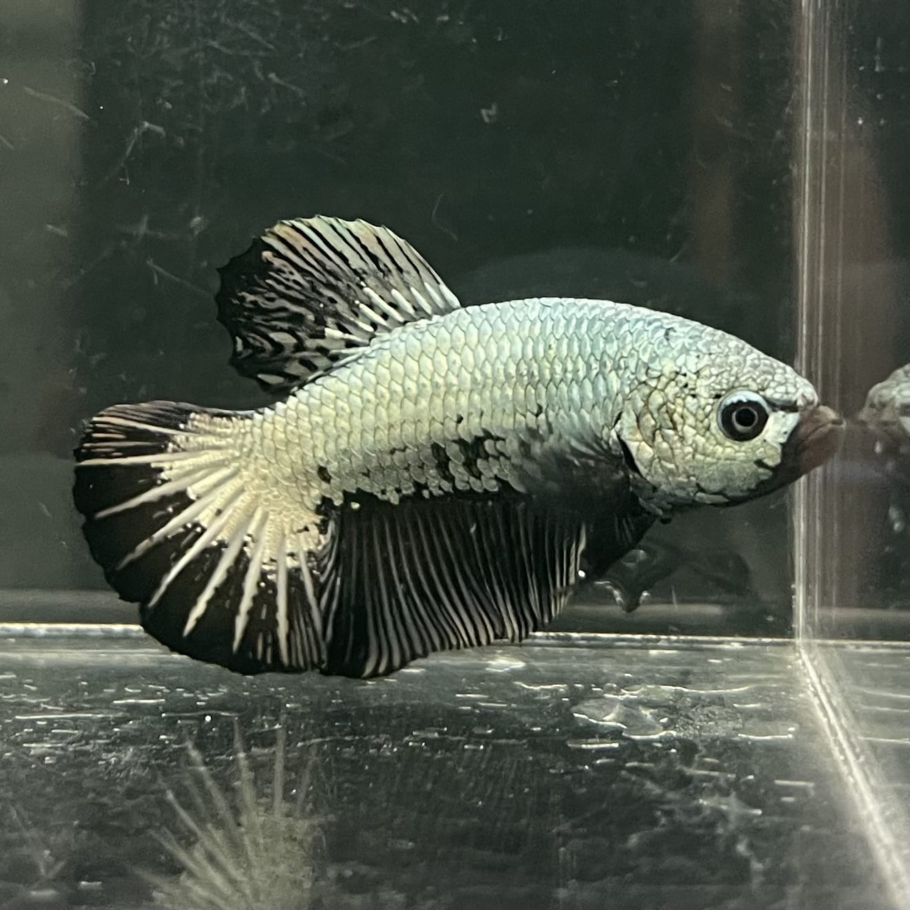 the-fish-farm Premium Male Betta Fancy Plakat Betta Male - One Only - 2 Buy this Premium Male Plakat Betta - One Only The Fish Farm Australia 