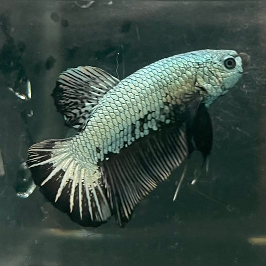 the-fish-farm Premium Male Betta Fancy Plakat Betta Male - One Only - 2 Buy this Premium Male Plakat Betta - One Only The Fish Farm Australia 