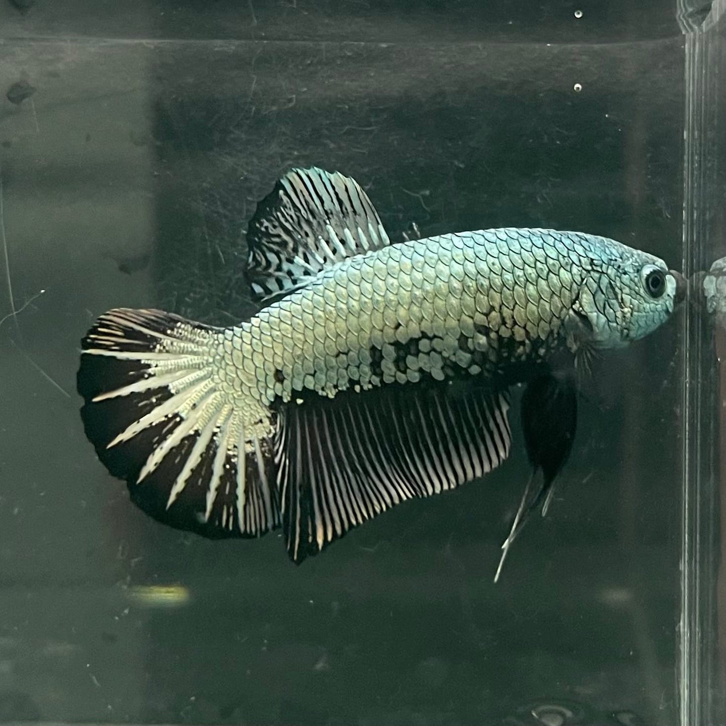 the-fish-farm Premium Male Betta Fancy Plakat Betta Male - One Only - 2 Buy this Premium Male Plakat Betta - One Only The Fish Farm Australia 