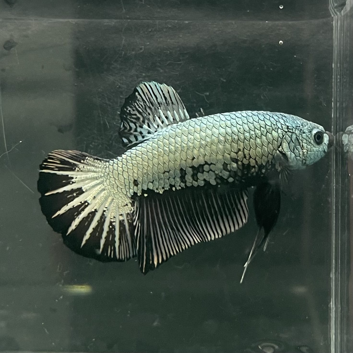 the-fish-farm Premium Male Betta Fancy Plakat Betta Male - One Only - 2 Buy this Premium Male Plakat Betta - One Only The Fish Farm Australia 