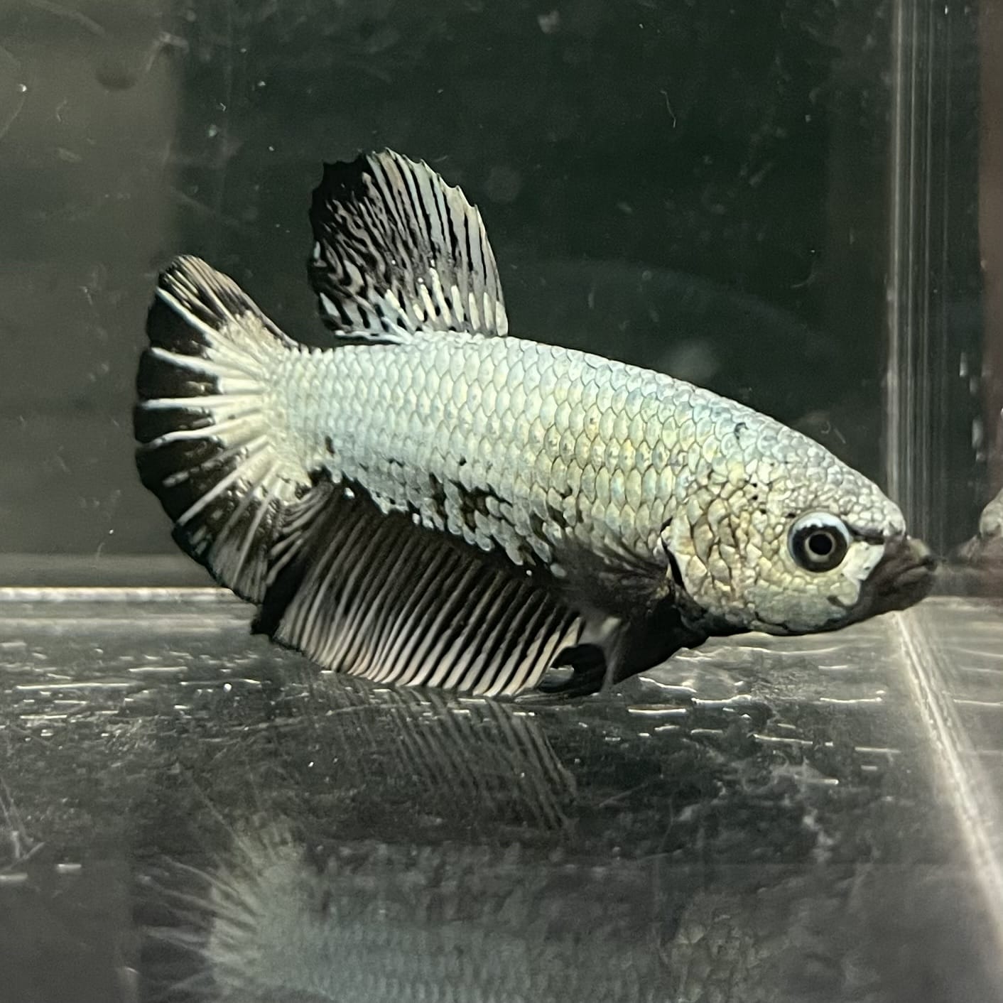 the-fish-farm Premium Male Betta Fancy Plakat Betta Male - One Only - 2 Buy this Premium Male Plakat Betta - One Only The Fish Farm Australia 