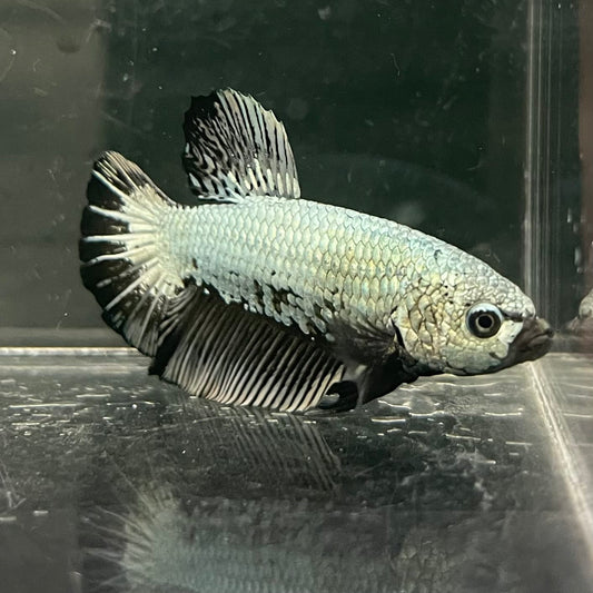 the-fish-farm Premium Male Betta Fancy Plakat Betta Male - One Only - 2 Buy this Premium Male Plakat Betta - One Only The Fish Farm Australia 