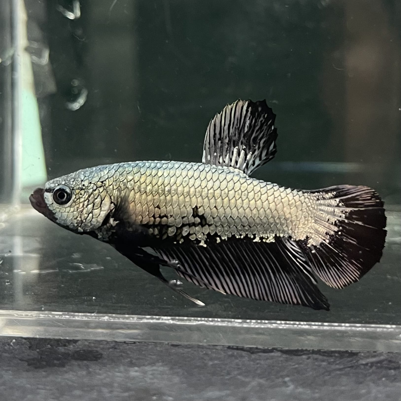 the-fish-farm Premium Male Betta Fancy Plakat Betta Male - One Only - 2 Buy this Premium Male Plakat Betta - One Only The Fish Farm Australia 