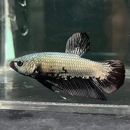 the-fish-farm Premium Male Betta Fancy Plakat Betta Male - One Only - 2 Buy this Premium Male Plakat Betta - One Only The Fish Farm Australia 