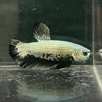 the-fish-farm Premium Male Betta Fancy Plakat Betta Male - One Only - 2 Buy this Premium Male Plakat Betta - One Only The Fish Farm Australia 