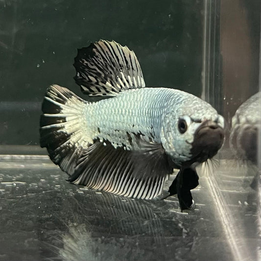 the-fish-farm Premium Male Betta Fancy Plakat Betta Male - One Only - 2 Buy this Premium Male Plakat Betta - One Only The Fish Farm Australia 