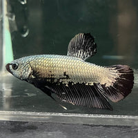 the-fish-farm Premium Male Betta Fancy Plakat Betta Male - One Only - 2 Buy this Premium Male Plakat Betta - One Only The Fish Farm Australia 