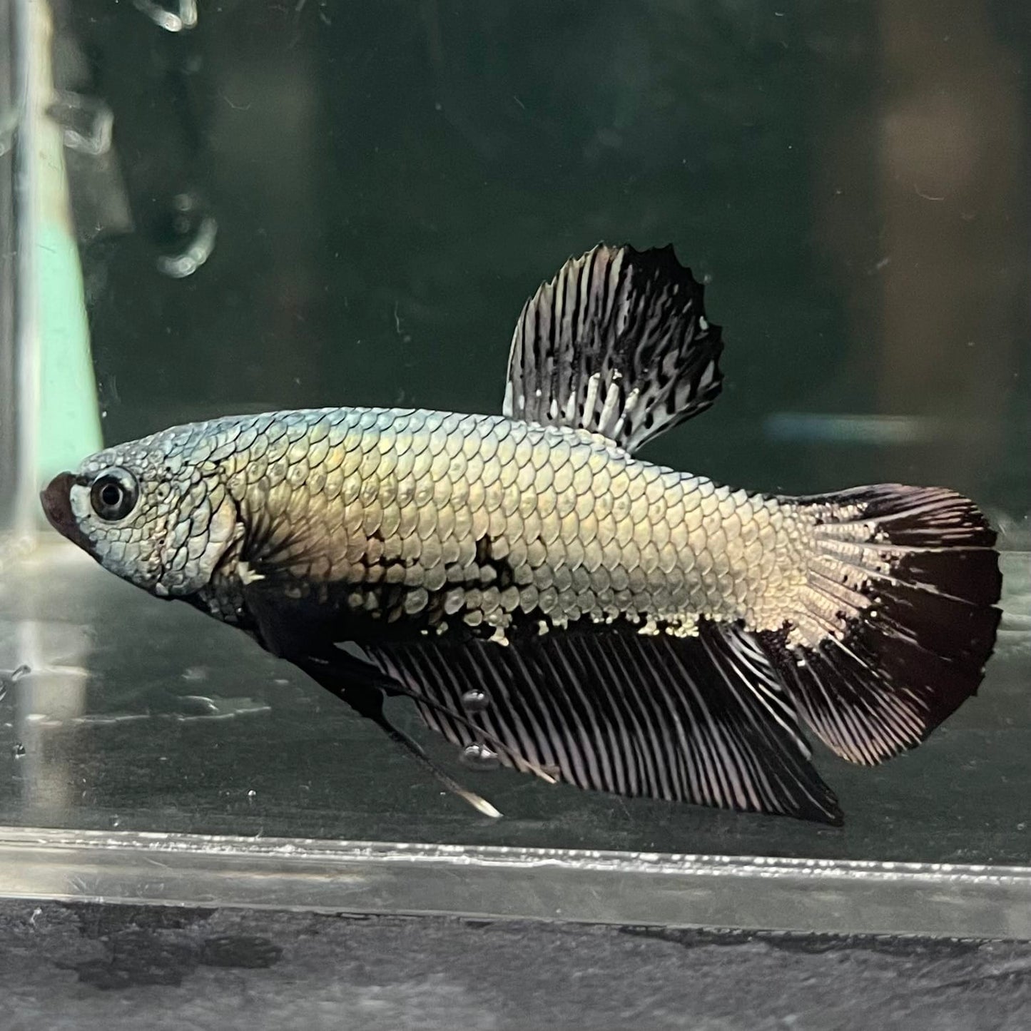 the-fish-farm Premium Male Betta Fancy Plakat Betta Male - One Only - 2 Buy this Premium Male Plakat Betta - One Only The Fish Farm Australia 