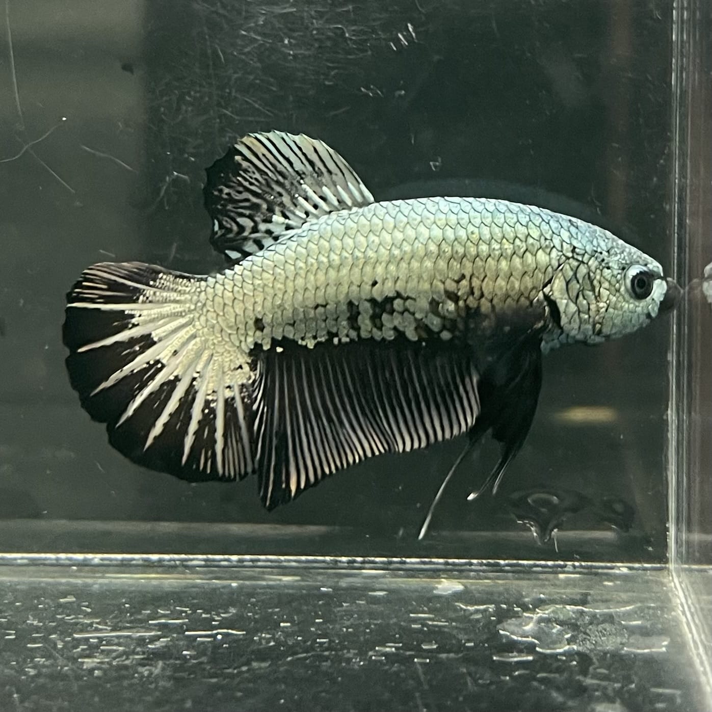 the-fish-farm Premium Male Betta Fancy Plakat Betta Male - One Only - 2 Buy this Premium Male Plakat Betta - One Only The Fish Farm Australia 