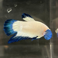 the-fish-farm Premium Male Betta Fancy Plakat Betta Male - One Only - 2 Buy this Premium Male Plakat Betta - One Only The Fish Farm Australia 
