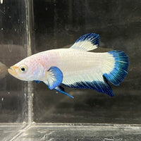 the-fish-farm Premium Male Betta Fancy Plakat Betta Male - One Only - 2 Buy this Premium Male Plakat Betta - One Only The Fish Farm Australia 