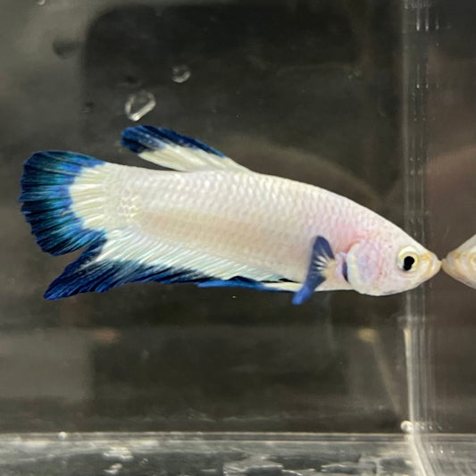 the-fish-farm Premium Male Betta Fancy Plakat Betta Male - One Only - 2 Buy this Premium Male Plakat Betta - One Only The Fish Farm Australia 