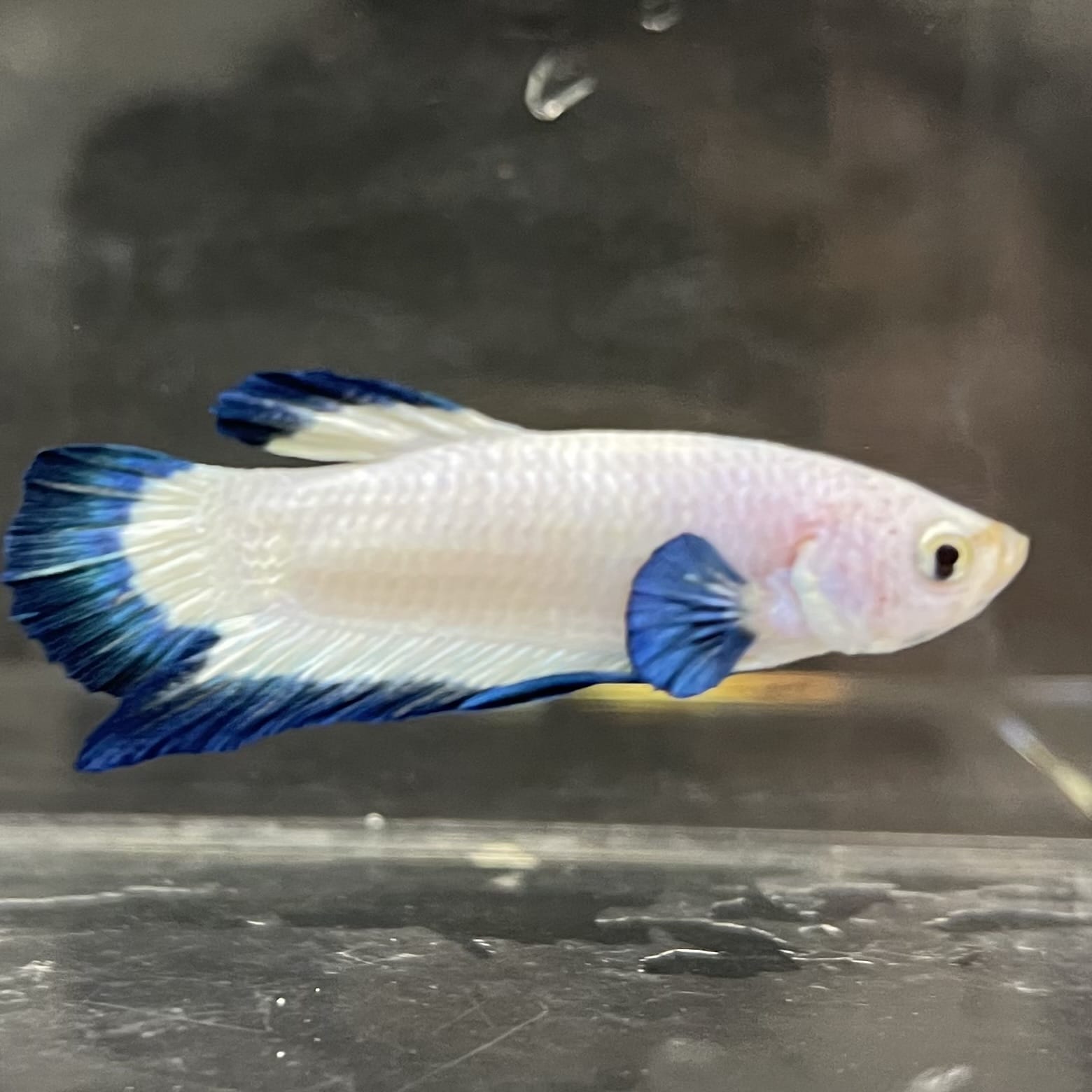 the-fish-farm Premium Male Betta Fancy Plakat Betta Male - One Only - 2 Buy this Premium Male Plakat Betta - One Only The Fish Farm Australia 